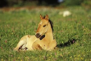 Images Dated 26th October 2004: Young Wild Horse - Colt resting in meadow amongst wildflowers Summer Western USA WH441