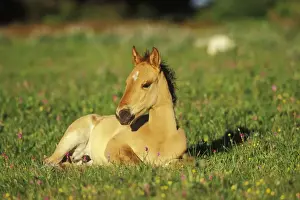 Rest Prints: Young Wild Horse - Colt resting in meadow amongst wildflowers Summer Western USA WH441