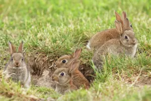Austria Prints: young wild rabbits, Austria