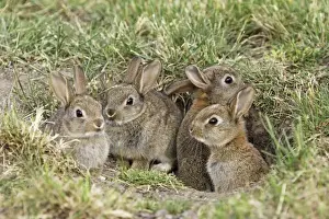 young wild rabbits, Austria