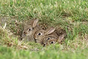 Austria Prints: young wild rabbits, Austria