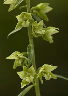Images Dated 2nd August 2005: Young`s Helleborine