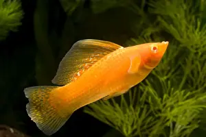 Yucatan Molly