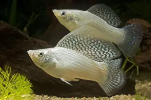 Yucatan Molly - pair