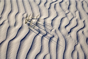 Patterns Collection: Yucca - buried with only the tips of the yucca's leafs appearing through white gypsum dune - White