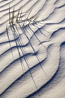Patterns Collection: Yucca - buried with only the tips of the yucca's leafs appearing through white gypsum dune - White