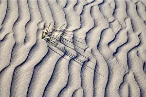 Yucca - buried with only the tips of the yucca's leafs appearing through white gypsum dune - White Sands National Monument - New Mexico - USA