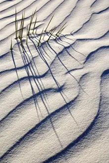 Yucca - buried with only the tips of the yucca's leafs appearing through white gypsum dune - White Sands National Monument - New Mexico - USA