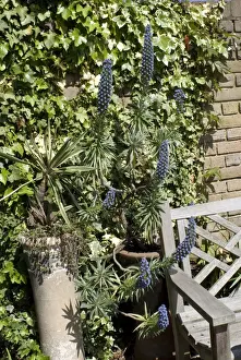 Yuccas Prints: Yucca in chimney and blue flowered Echium - UK