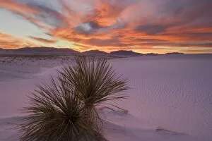 Yucca and dune - soaptree and white gypsum dune at sunset