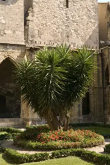 Yucca - Narbonne's cathedral