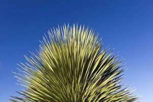 Images Dated 22nd April 2012: Yucca Plant