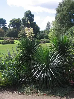 Yucca x muelleri aloifolia x constricta - In garden