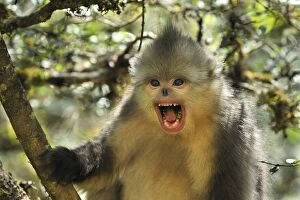 7 Gallery: Yunnan Snub-nosed Monkey / Black Snub-nosed Monkey