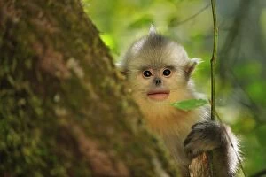 Yunnan Snub-nosed Monkey / Black Snub-nosed Monkey - baby