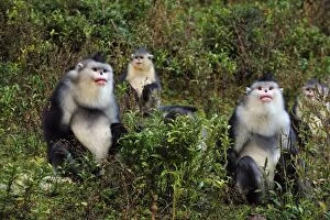 Images Dated 28th October 2009: Yunnan Snub-nosed Monkey / Black Snub-nosed Monkey