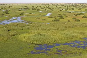 Zambia Bangweuleu marshes Zambia Africa