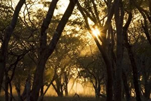 Zambia - Morning atmosphere with dust raised by
