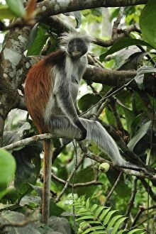 Images Dated 26th September 2008: Zanzibar Red Colobus