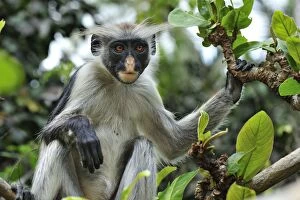 Images Dated 26th September 2008: Zanzibar Red Colobus