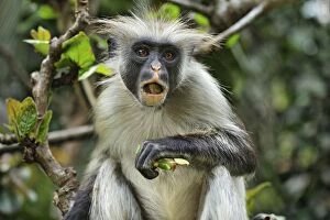 Images Dated 26th September 2008: Zanzibar Red Colobus eating