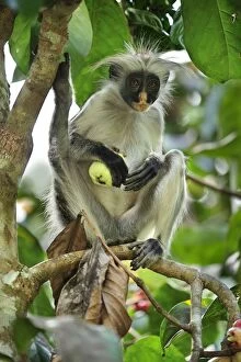 Images Dated 26th September 2008: Zanzibar Red Colobus eating a fruit