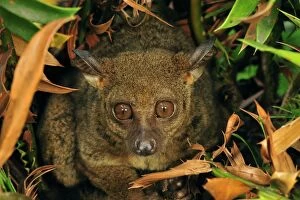 Images Dated 27th September 2008: Zanzibar Small-eared Galago