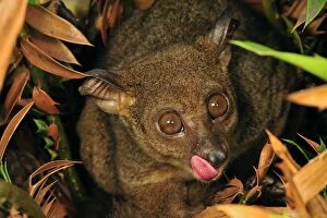 Zanzibar Small-eared Galago with outstretched tongue