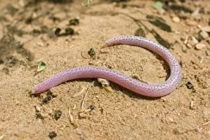 Images Dated 26th March 2010: Zarudnyi's Worm Lizard