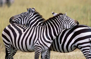 Savannah Collection: Zebra 2 resting on each other showing friendliness, behaviour
