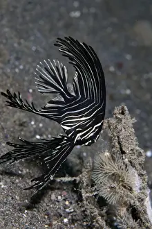 Batfish Prints: Zebra Batfish - Indonesia