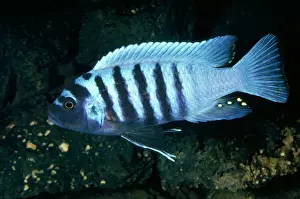 Lakes Prints: Zebra Cichlid - Egg Spots Lake Malawi, Africa Fam: Cichlidae