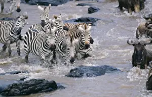 Zebra CK 3668 In Mara river, Masai Mara National Park, kenya Africa. Equus quagga &copy; Chris Knights / ARDEA LONDON