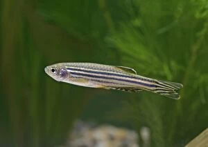 Images Dated 27th October 2005: Zebra Danio – side view by weeds Dist: Asia UK