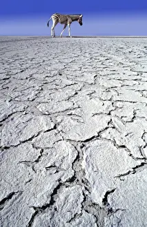 Drought Prints: Zebra in drought CRH-756-RF-M-C © Chris Harvey / ardea. com