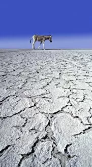Barren Gallery: ZEBRA - in drought landscape