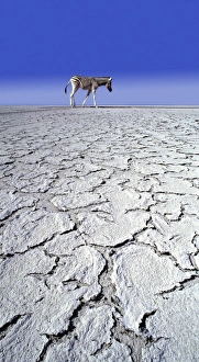 Images Dated 19th March 2008: ZEBRA - in drought landscape
