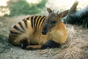 Antelopes Prints: Zebra Duiker