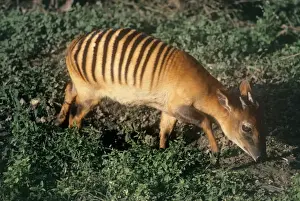 Antelopes Prints: Zebra Duiker - male foraging