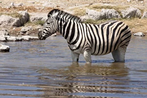 Burchells Gallery: Zebra (Equus quagga burchellii) standing