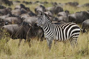 Zebra (Equus quagga) in the Wildebeest herd
