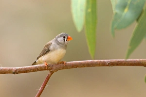 Images Dated 13th June 2008: Zebra Finch - female adult sits on a branch near one of the permanent waterholes in arid central