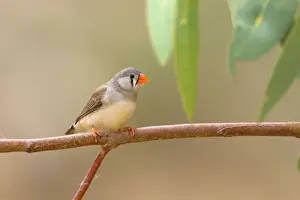 Finch Prints: Zebra Finch - female adult sits on a branch near one of the permanent waterholes in arid central Australia - Ellery