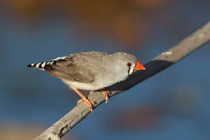 Finch Prints: Zebra Finch - female - Canteen Creek Aboriginal Community, Northern Territory, Australia