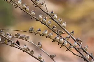 Zebra Finch - flock of male and female Zebra Finches sits on branches of a dead tree located beside a permanent