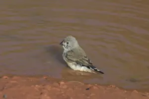 Juveniles Prints: Zebra Finch - juvenile in pool