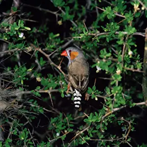 Finch Prints: Zebra Finch - male