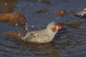 Zebra Finch - A male bathing at a pool in Donkey Creek near Canteen Creek Aboriginal Community, Northern Territory, Australia