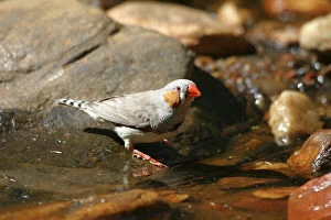 Finch Collection: Zebra Finch Male, by drinking pool Standley Chasm, West MacDonnell National Park