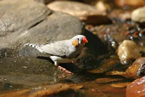 Drinking Prints: Zebra Finch Male, by drinking pool Standley Chasm